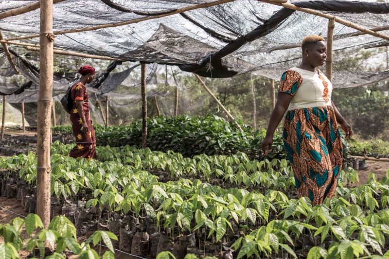 Fairtrade Fortnight under way campaigning for women cocoa farmers
