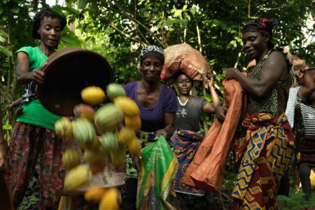 Nestlé's decision to cease Fairtrade cocoa sourcing sparks major concern from Ivory Coast farmers