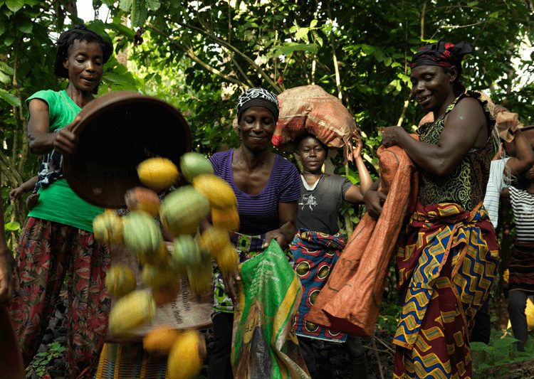 Nestlé's decision to cease Fairtrade cocoa sourcing sparks major concern from Ivory Coast farmers