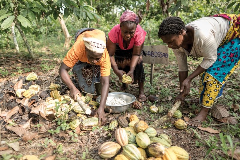 Fairtrade report claims key progress on training West African cocoa farmers