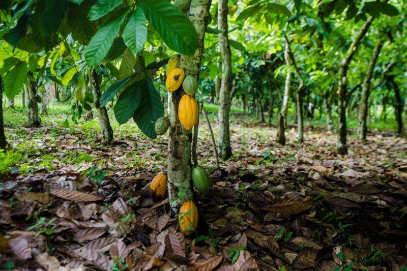 The Voice Network raises concerns over cocoa farmer payments