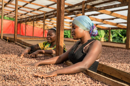 ICCO expresses concerns over cocoa crops, with global production levels forecast for decline