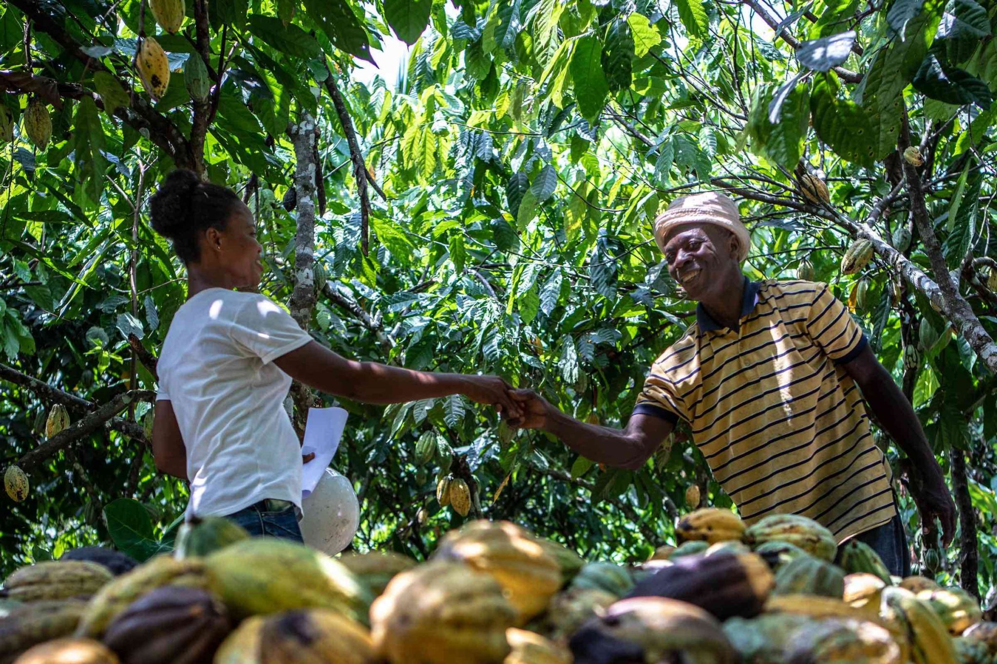 Fairtrade’s COP26 paper calls on global governments to back smallholder farmers over climate solutions