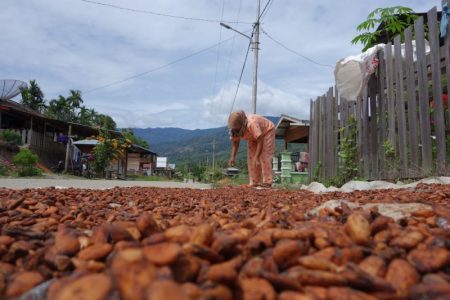 Caobisco calls for collective due diligence to support cocoa sector sustainability